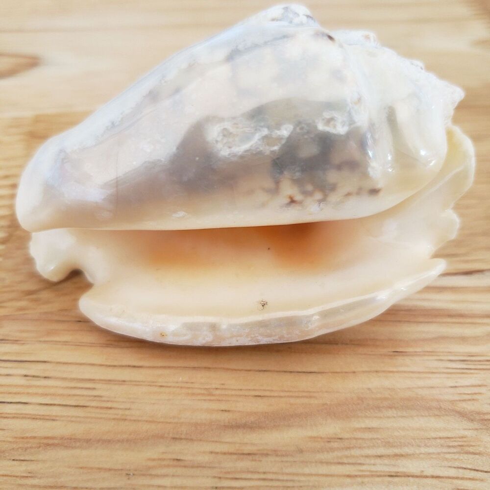VTG Helmet Shell 2.75" Natural Sea Shell Cassis Marine Specimen Coastal Decor